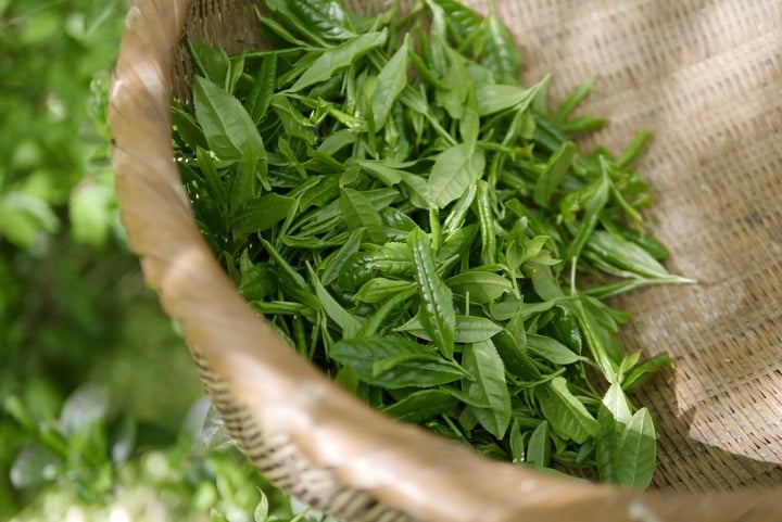 hojas de té verde matcha