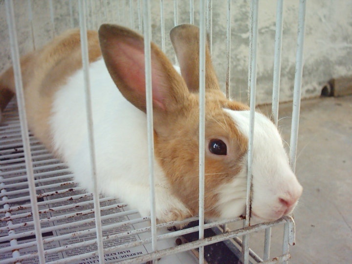 jaula de metal para conejos de interior con interior de conejo marrón blanco