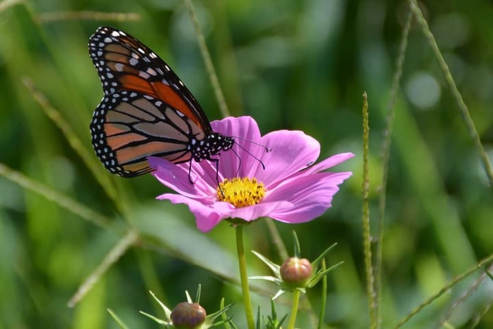 mariposa monarca en una flor del cosmos