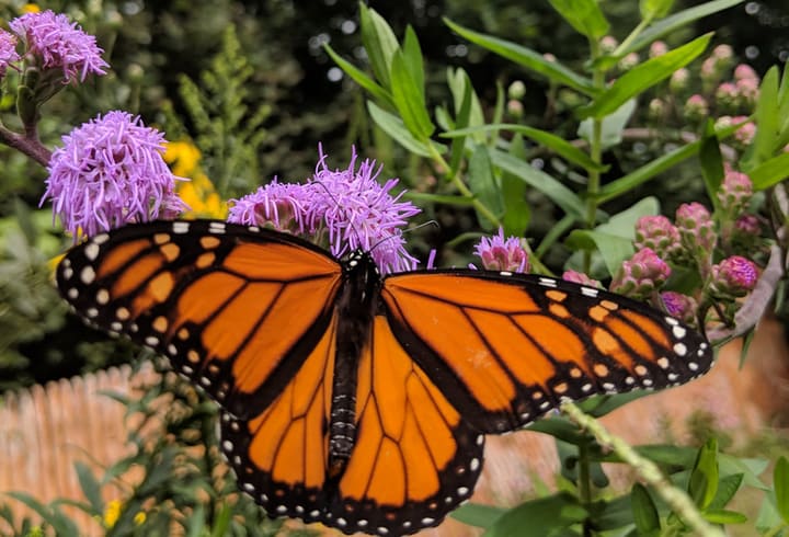 mariposa monarca en liatris