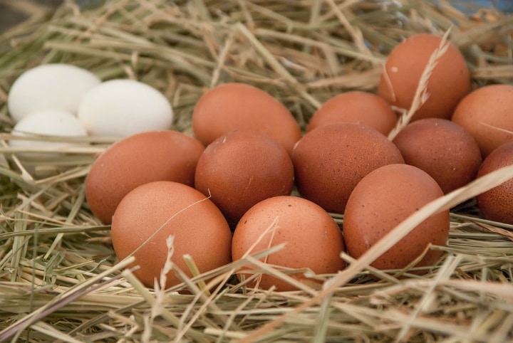 huevos frescos de granja nutritivos