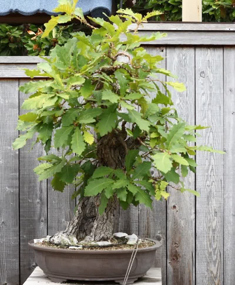 árbol de bonsai de roble
