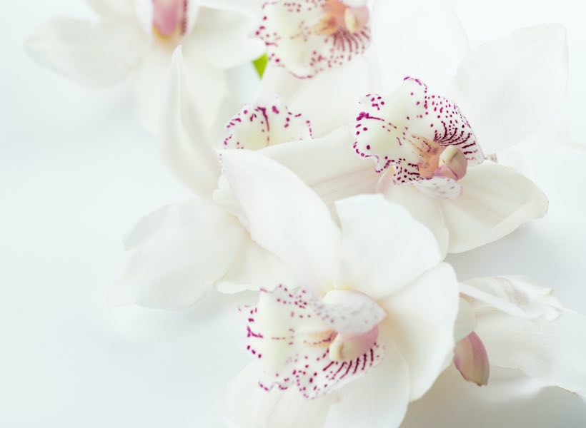 guía de orquídeas