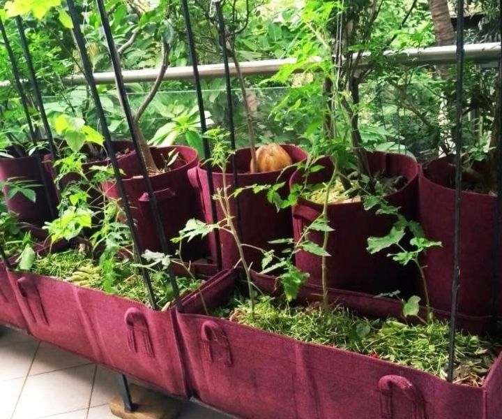 jardinería orgánica en terrazas en pune