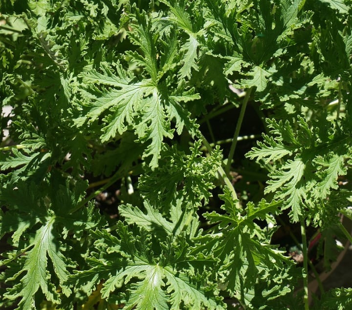 hojas de pelargonium citrosum