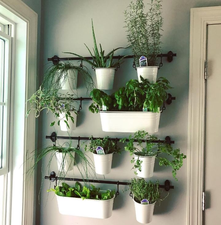 jardín de pared de plantas