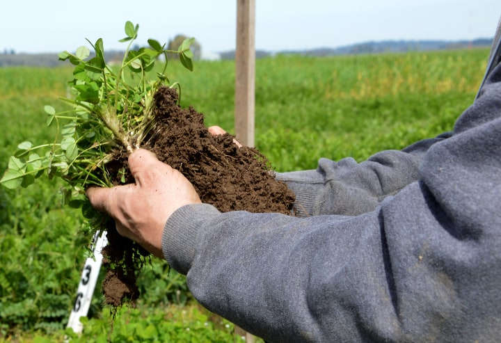 plantar cultivos de cobertura orgánicos para proteger el suelo
