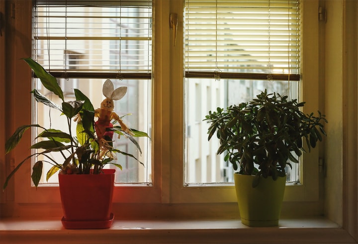 plantas en el alféizar de la ventana