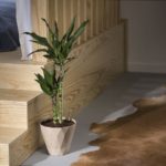 planta de bambú en maceta