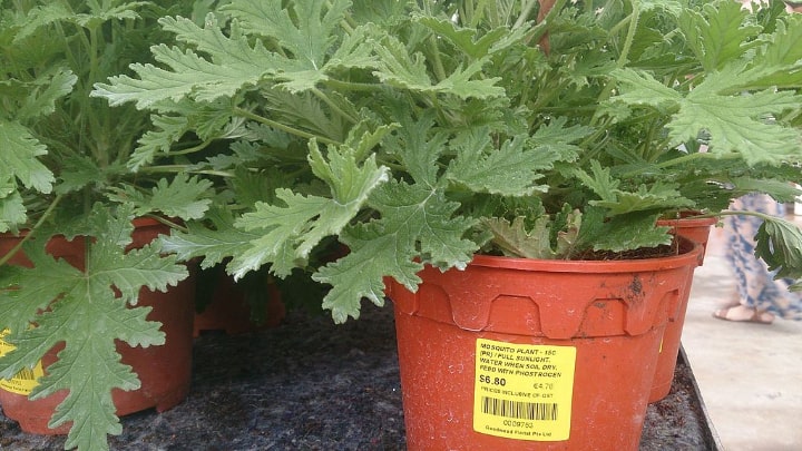 planta de citronela en maceta ideal para jardinería en interiores