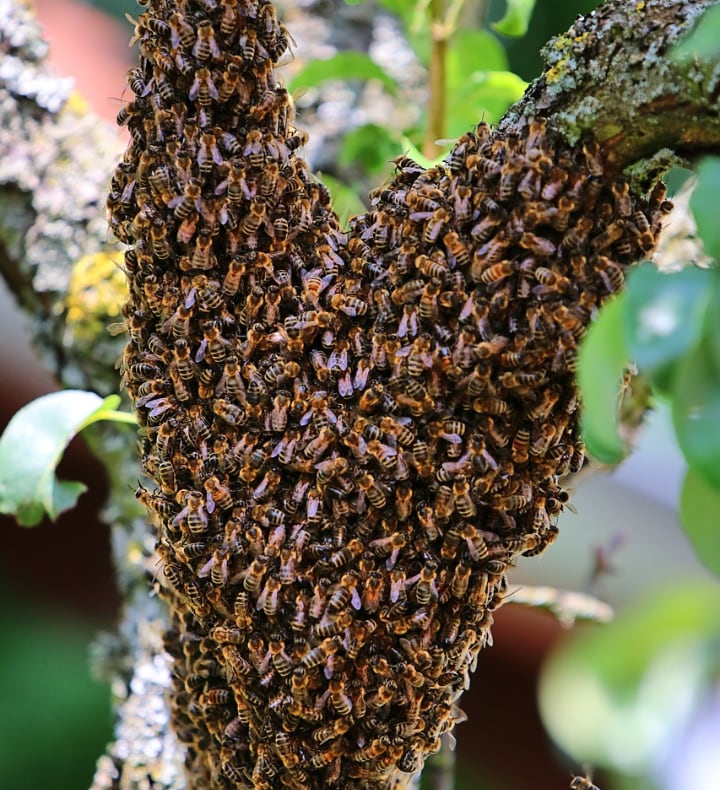 evite que las abejas enjambren