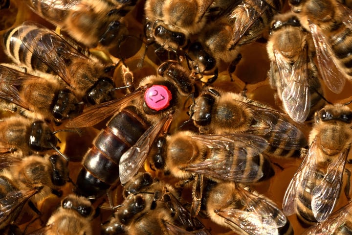abeja reina y abejas obreras