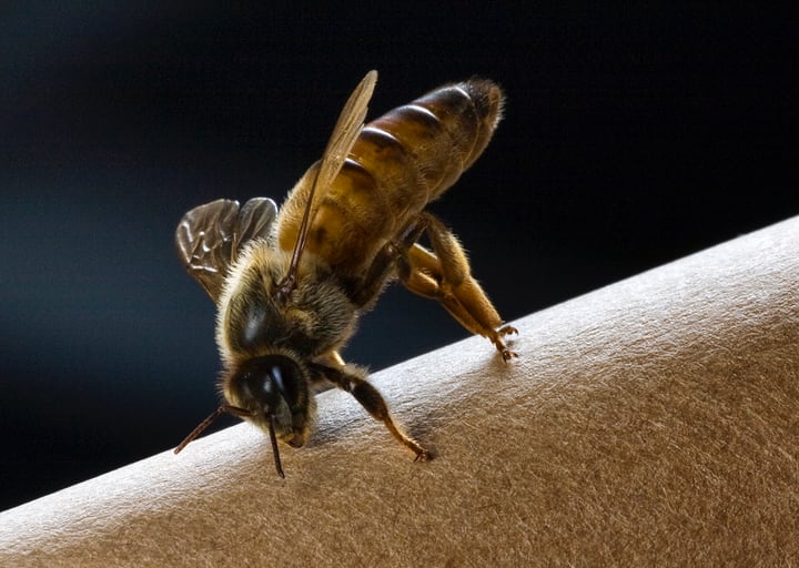 abeja reina por su cuenta
