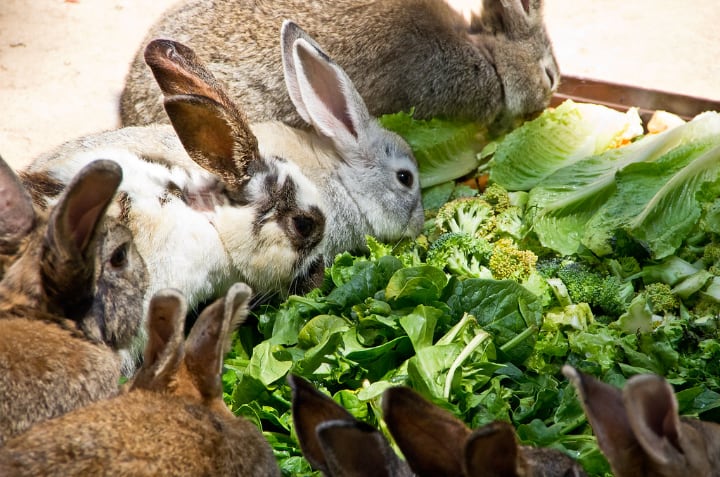 conejos comen col rizada, brócoli y repollo
