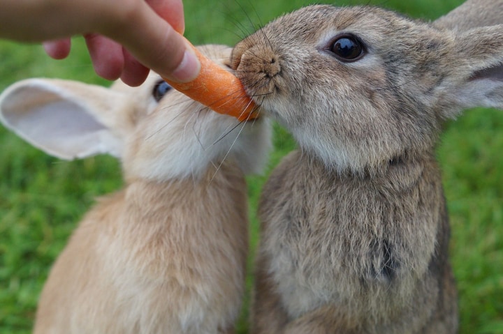 conejos comiendo zanahorias