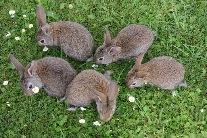 conejos comiendo flores