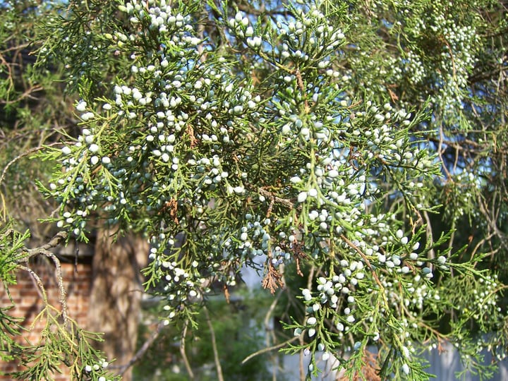 cedro rojo juniperus virginiana