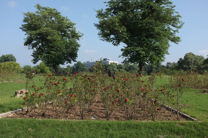 jardín de rosas de chandigarh