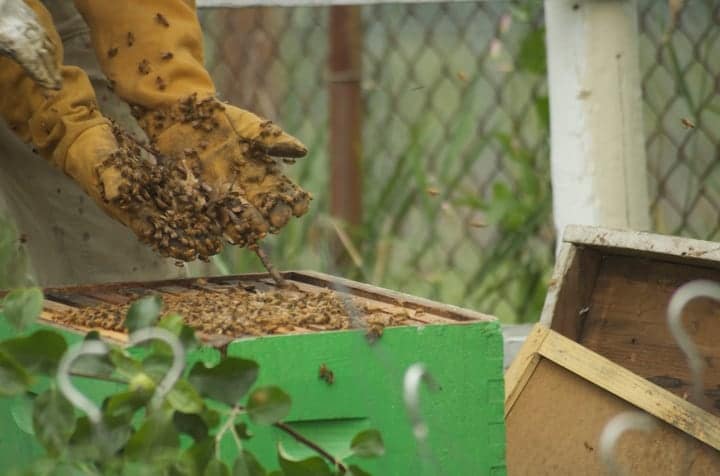 atrapar de forma segura un enjambre de abejas