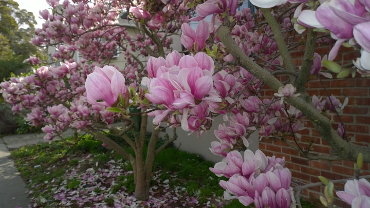 árbol de magnolia de platillo