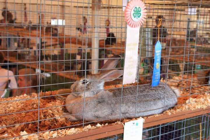 jaulas de conejo apiladas