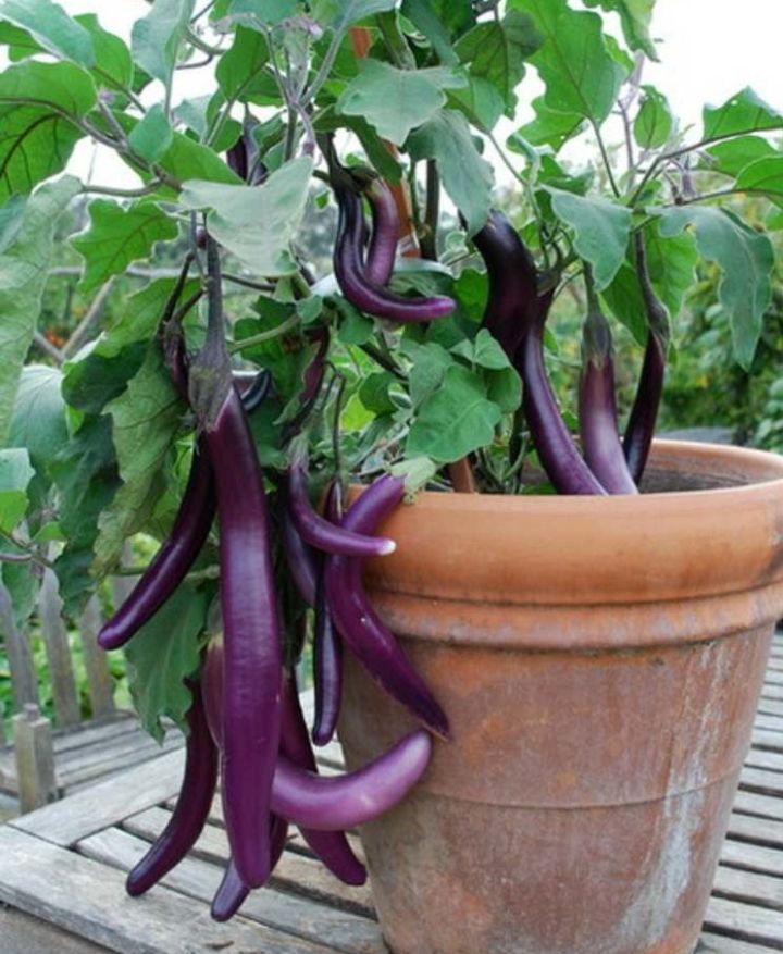 hortalizas de jardinería en terraza