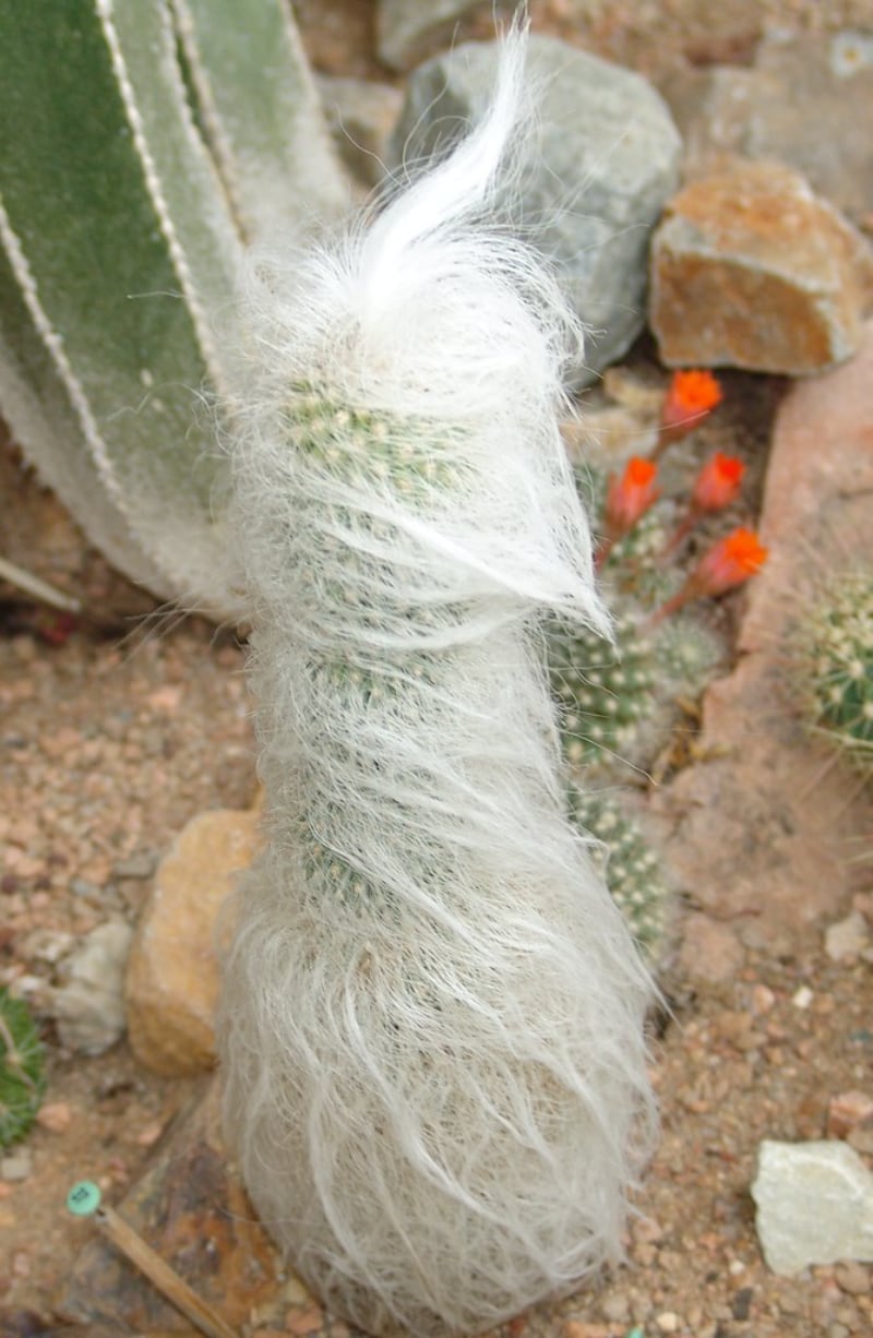 tipos de cactus y suculentas cactus old mans