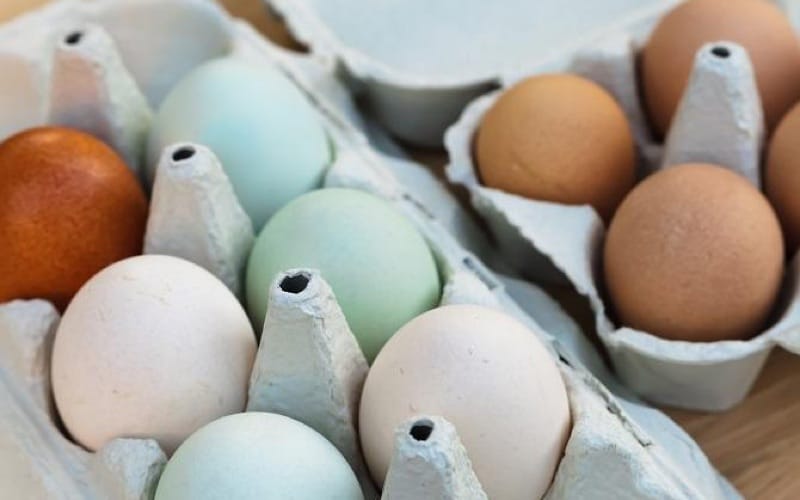 tipos de colores de huevos de gallina