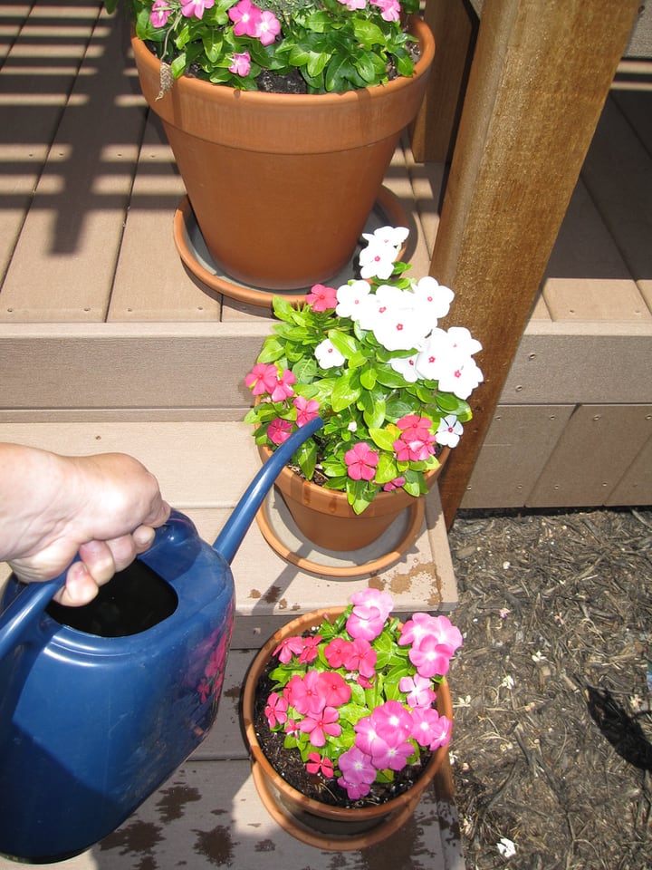 uso de agua de lluvia en el jardín de flores