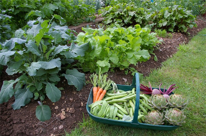 beneficios para la salud de las verduras de jardinería