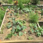 cama de jardín elevada de verduras en un lugar soleado