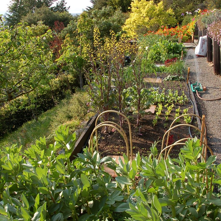 jardín con terraza de verduras