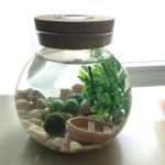 ¿qué es un jarrarium