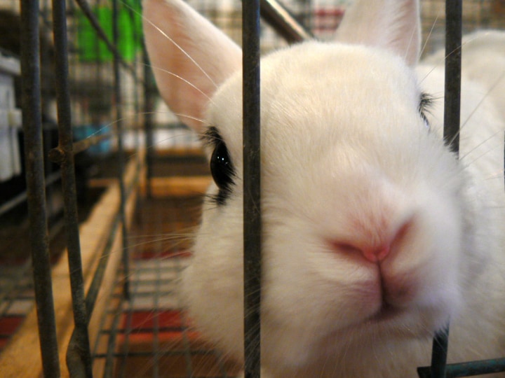 conejo blanco en una jaula