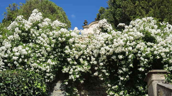 pared de jardín de rosas blancas