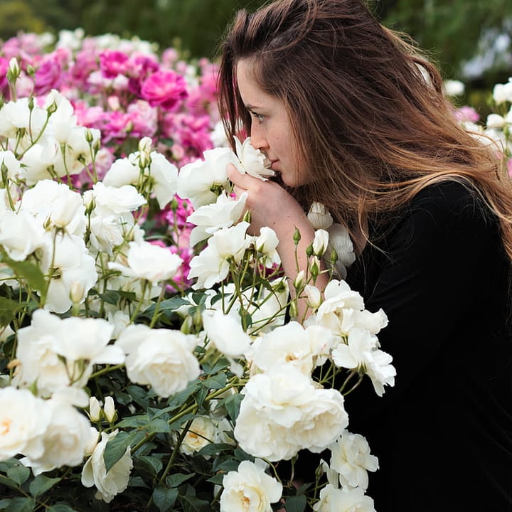 mujer oliendo flores de rosas inglesas en el jardín
