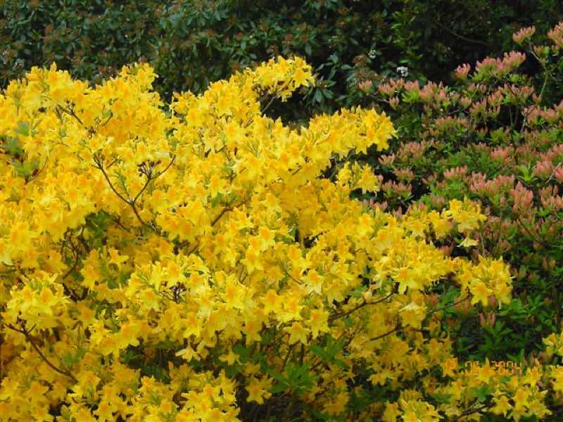 plantas con flores amarillas
