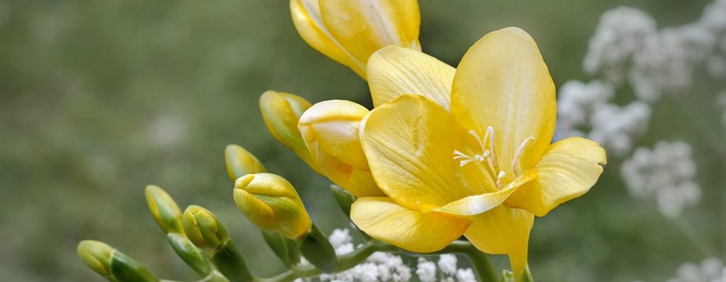 Las 19 Mejores Flores de Fresia y Cómo Cultivarlas - CoolRead